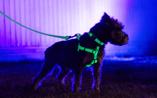 TRUE NORTH BRAND SPOTLIGHT: WOOF CONCEPT - True North Deals