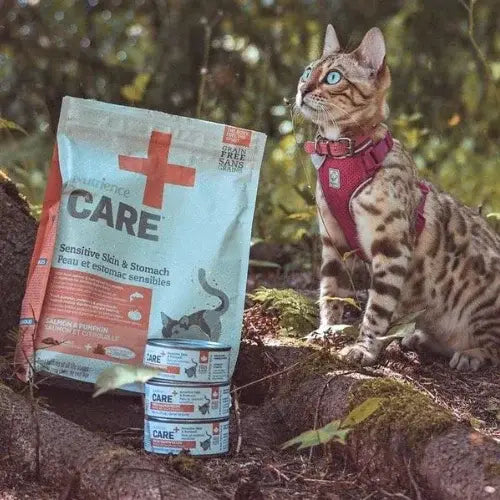 Cat in a natural setting with pet care products nearby
