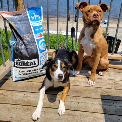 Two dogs sitting on a wooden deck with a bag of Boreal dog food in the background.