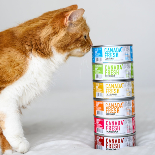 Cat sniffing a stack of Canada Fresh cat food cans on a white background