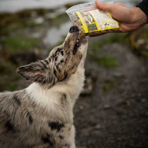 Dog eating from a package held by a person outdoors