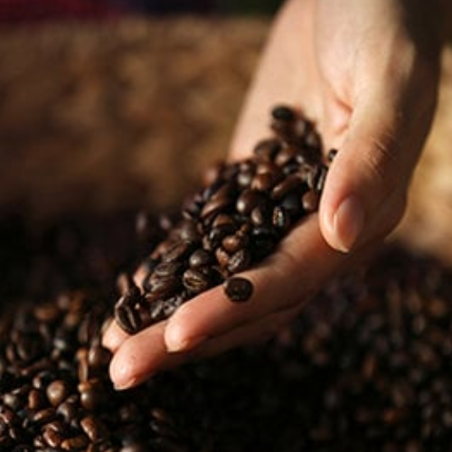 Hand holding coffee beans with a blurred background