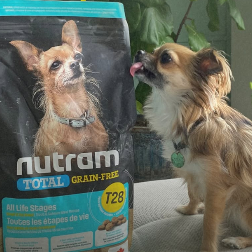 Dog standing next to a bag of Nutram Total Grain-Free dog food