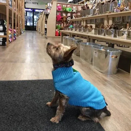 Dog wearing a blue sweater in a pet store aisle