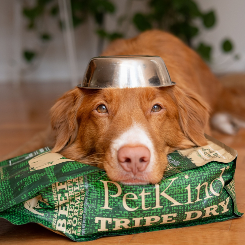 Dog with a metal bowl on its head lying on a bag of PetKind Tripe Dry dog food.