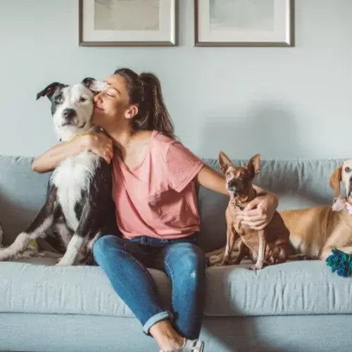 "A woman sitting on a grey couch, lovingly hugging a large black and white dog while kissing its head. Three other dogs of varying sizes and breeds sit beside her, creating a warm and joyful scene of companionship