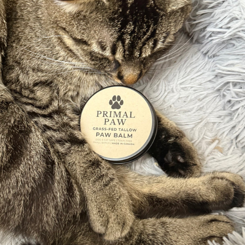 Cat with a container of Primal Paw paw balm on a soft surface