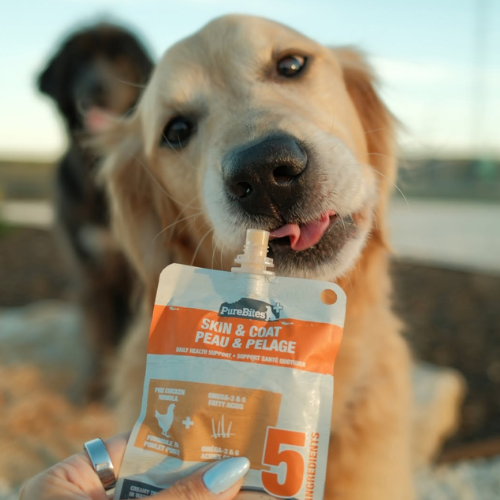 Dog holding a PureBites skin and coat supplement packet with another dog in the background.
