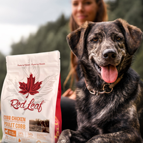 Dog with a bag of Red Leaf dog food