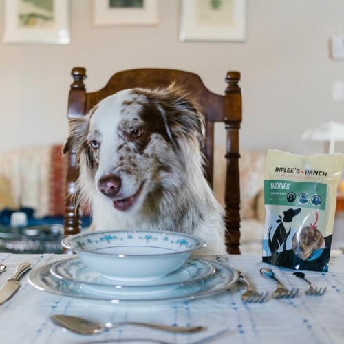Dog sitting at a table with a plate and a bag of Riplees Ranch food.