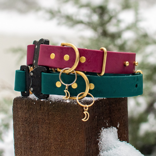 Two leather dog collars in burgundy and teal with gold hardware in a snowy outdoor setting