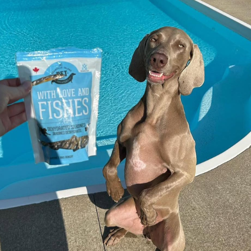 A Weimaraner dog stands on its hind legs by a swimming pool, looking up at a hand holding a bag of wet dog treats labelled 'WITH LOVE AND FISHES'.