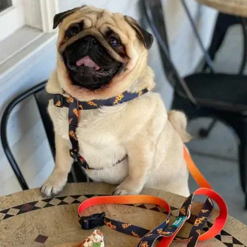 Pug dog sitting on a table with leashes around it